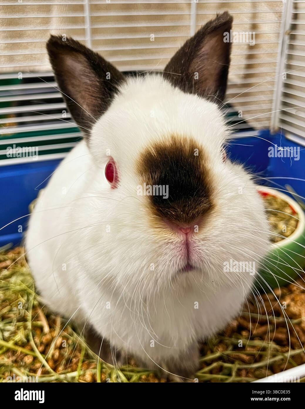 San Francisco, California, Stati Uniti – 16 aprile 2025: Un coniglio bianco con naso scuro si siede in una penna con fieno e cibo in un rifugio pubblico per animali. Foto Stock