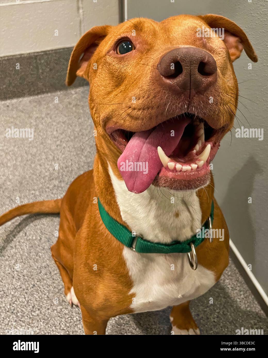 San Francisco, California, Stati Uniti – 19 aprile 2025: Un pitbull bruno sorride all'interno di un canile durante un evento di adozione in un rifugio pubblico per animali. Foto Stock