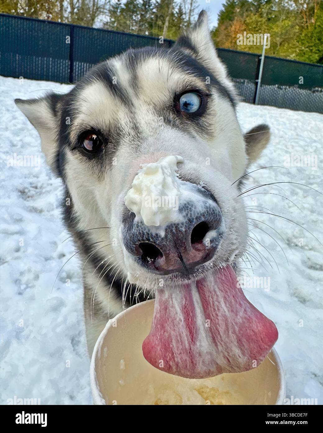 Lago Tahoe, California, Stati Uniti – 6 febbraio 2025: Un Husky con gli occhi blu lecca una tazza di puppachino in un ambiente innevato all'aperto. Foto Stock