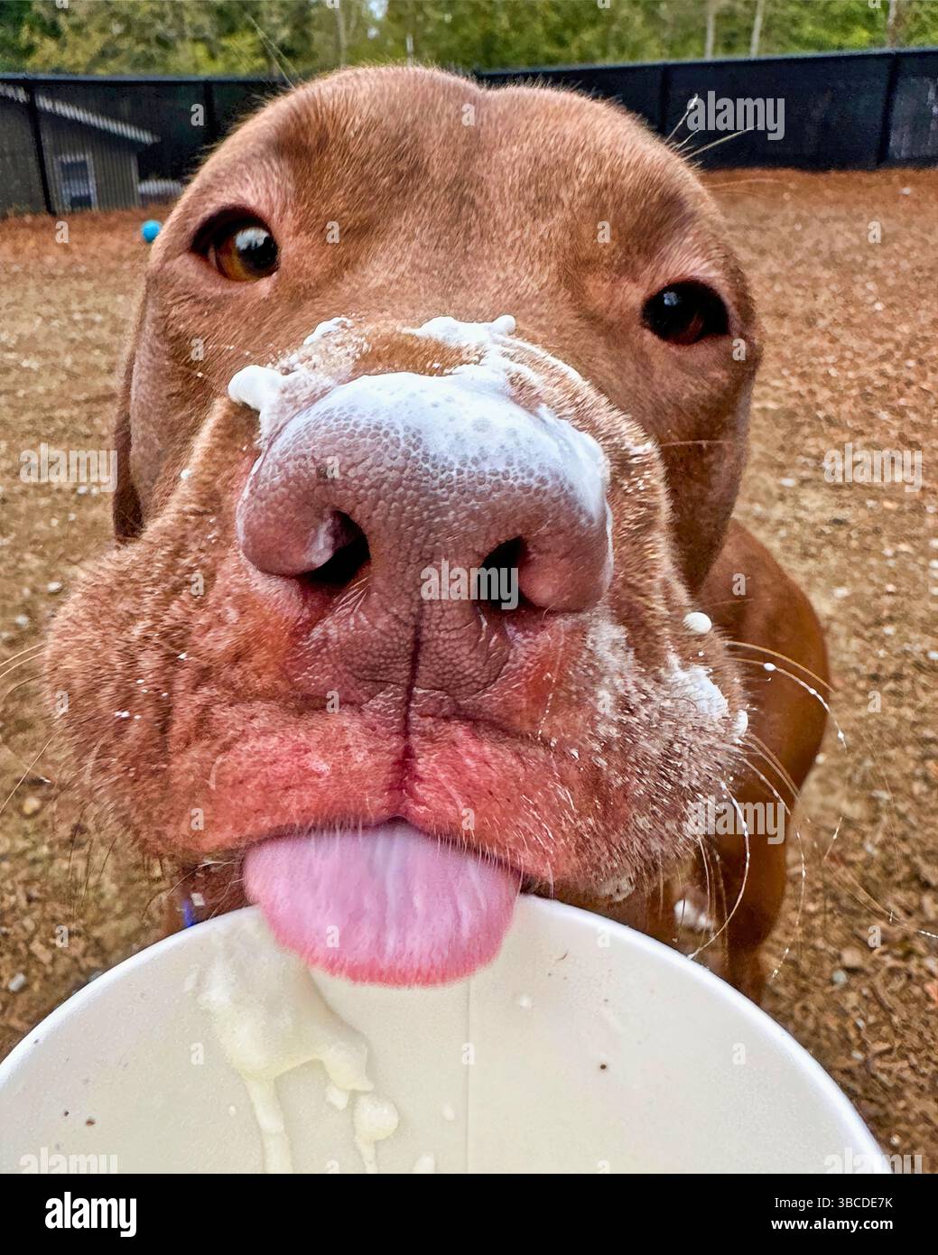 San Francisco, California, Stati Uniti – 9 aprile 2025: Un pitbull lecca la panna montata da una tazza di puppachino sul terreno sporco durante una pausa di arricchimento Foto Stock