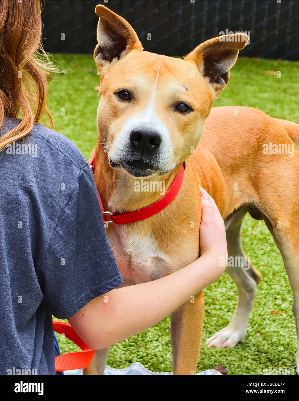 San Francisco, California, Stati Uniti – 13 aprile 2025: Un volontario di rifugio abbraccia un cane abbronzato su un prato verde durante una tranquilla interazione Foto Stock