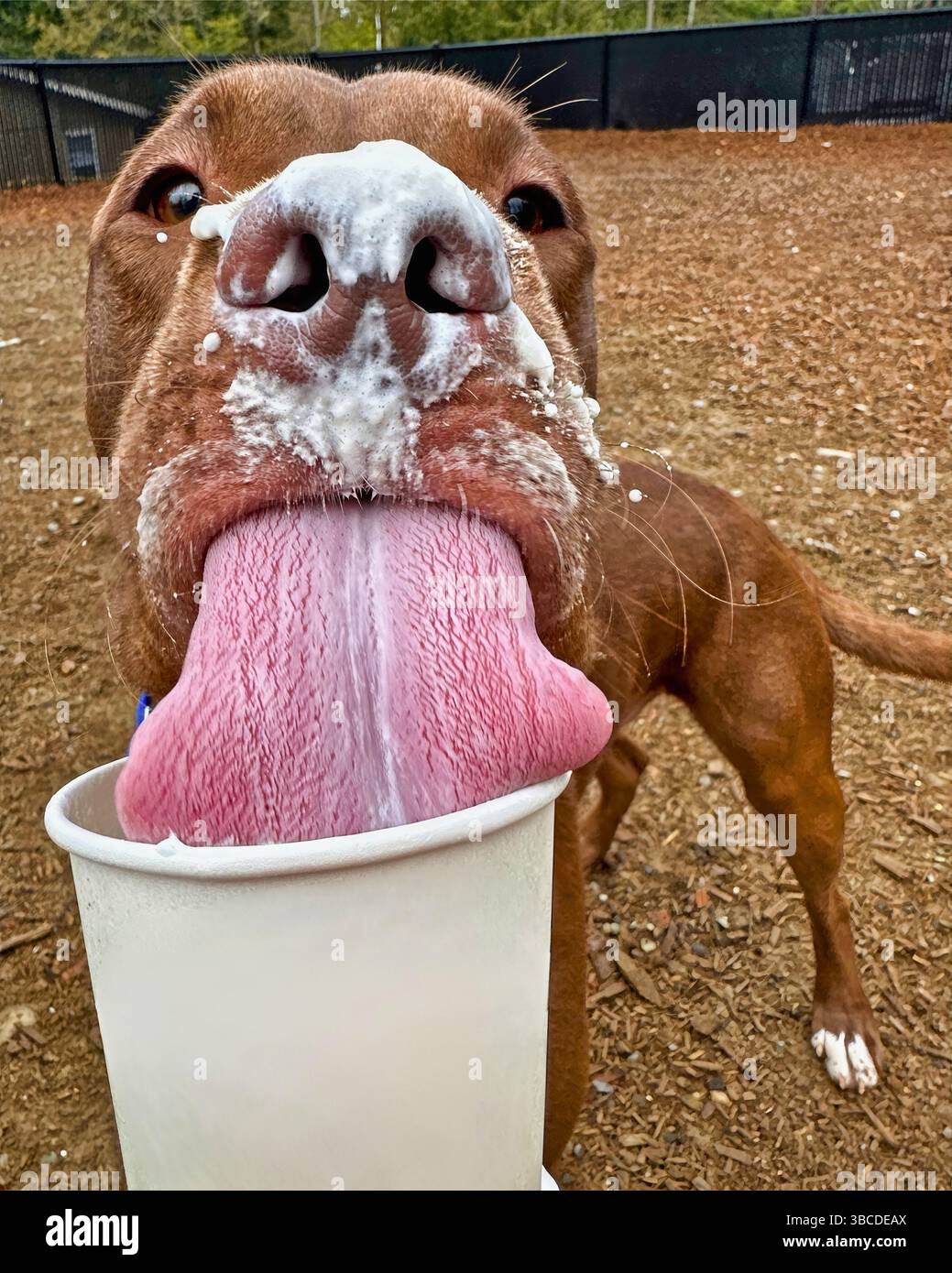 San Francisco, California, Stati Uniti – 22 aprile 2025: Un pitbull con panna montata sul viso lecca una tazza di puppachino fuori nel cortile del rifugio. Foto Stock