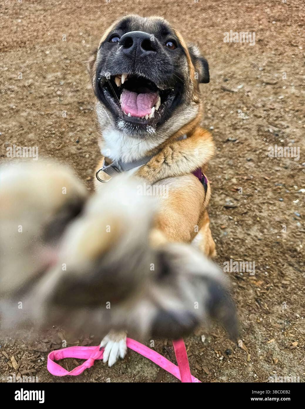 San Francisco, California, Stati Uniti – 1 aprile 2025: Un cane bruno salta con gioia verso la telecamera durante l'arricchimento all'aperto presso un rifugio per animali Foto Stock