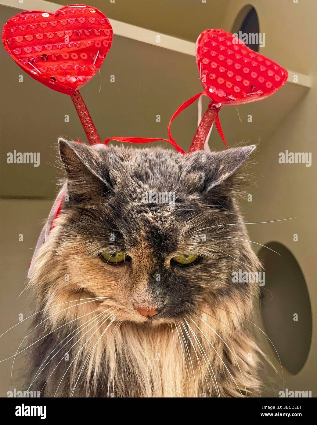 San Francisco, California, Stati Uniti – 5 febbraio 2025: Un gatto dalla testa lunga indossa una fascia di antenne a cuore rosso durante un evento di arricchimento a tema Foto Stock San Francisco, California, Stati Uniti – 5 febbraio 2025: Un gatto dalla testa lunga indossa una fascia di antenne a cuore rosso durante un evento di arricchimento a tema Foto Stock