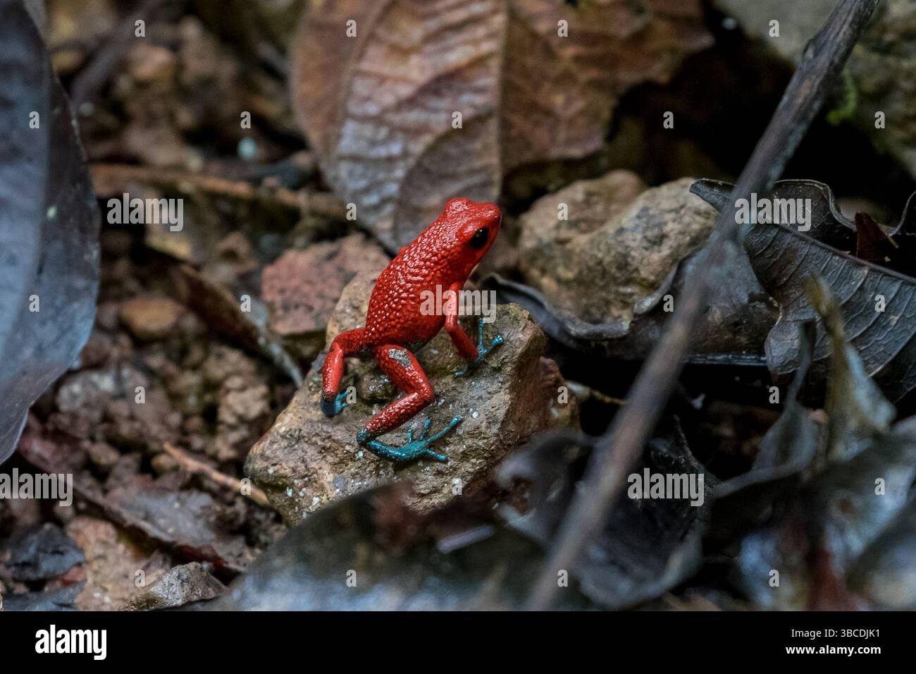 Poison dart frog, Costa Rica Foto Stock