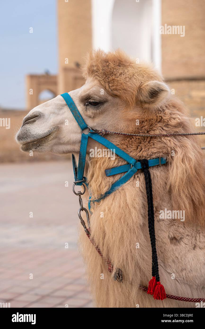 Un cammello con un halter blu si trova vicino alla Fortezza dell'Arca a Bukhara, illustrando il legame storico tra gli animali e il commercio della via della Seta. Foto Stock