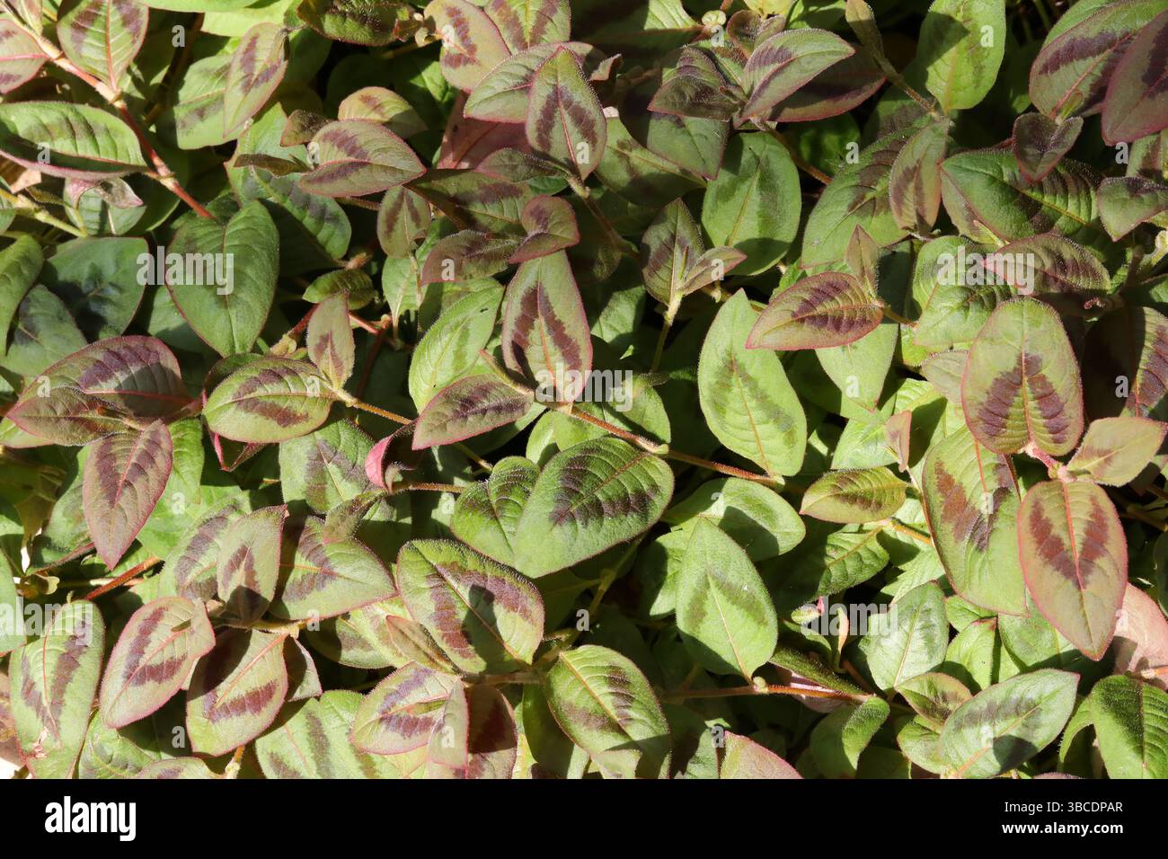 Persicaria con testa rosa, Pinkhead Smartweed, Pink Knotweed, Japanese Knotweed, oppure Pink Bubble Persicaria, Persicaria capitata, Polygonaceae. Himalaya, Foto Stock
