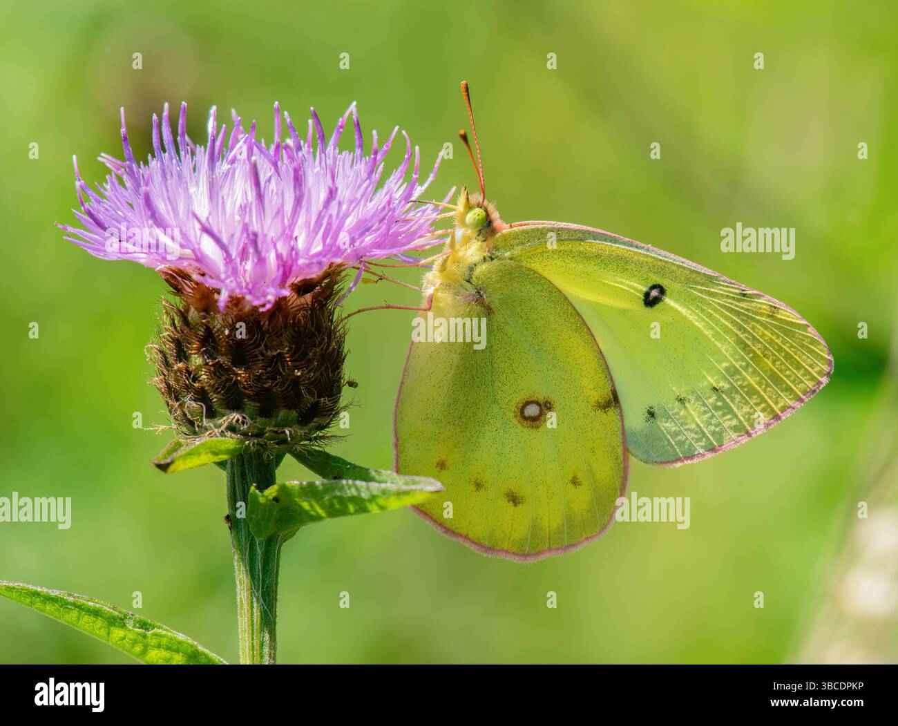 Clouded Sulpher Butterfly, Dike Creek Reserve, Massachusetts Foto Stock