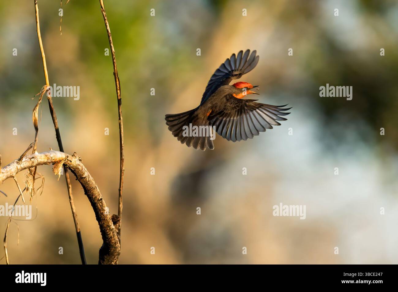 Un bellissimo flycatcher di Vermilion con ali sparse nell'atto di nutrirsi. I Flycatcher sono cacciatori incredibilmente versatili degli insetti più piccoli. Foto Stock