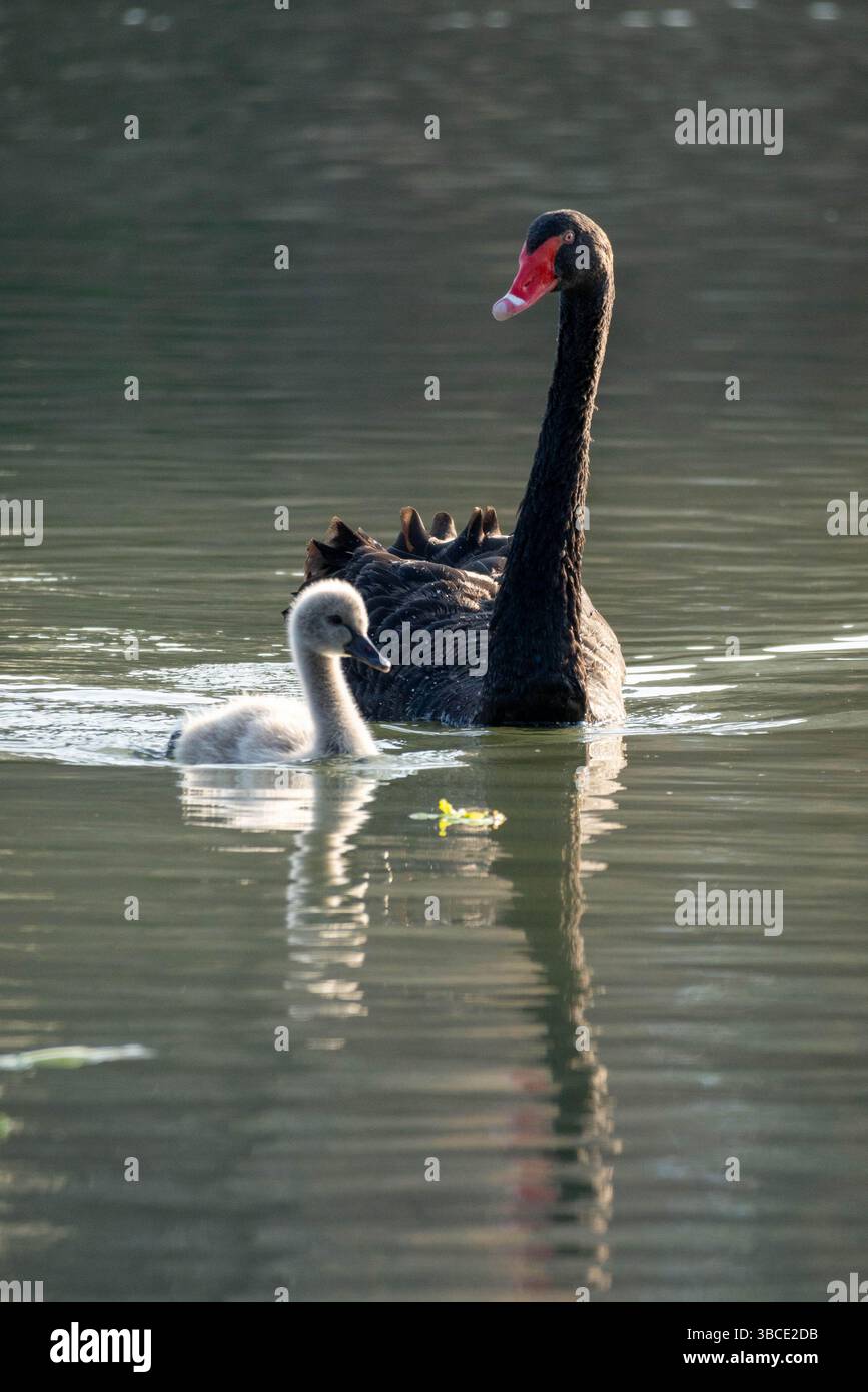 Un cigno nero e il suo nascente scivolano attraverso un lago, le loro piume contrastano con la ricca tonalità dell'acqua. Foto Stock