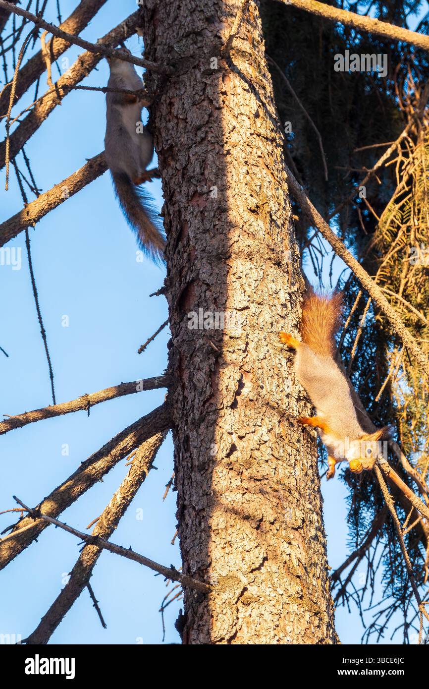 Due scoiattoli con soffici code sul tronco di un vecchio albero. Due scoiattoli rossi che si inseguono intorno a un albero. Gli scoiattoli rossi giocano tra loro. Foto Stock