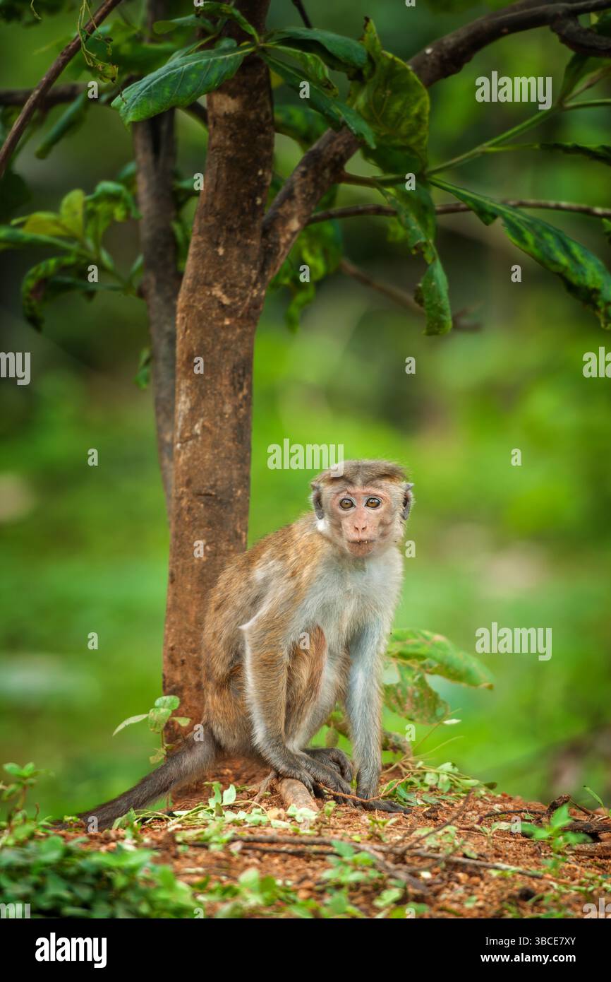 Una scimmia riposa vicino alla base di un albero, circondato da una vegetazione vibrante. La luce del sole filtra attraverso le foglie, proiettando ombre morbide sul terreno. T Foto Stock