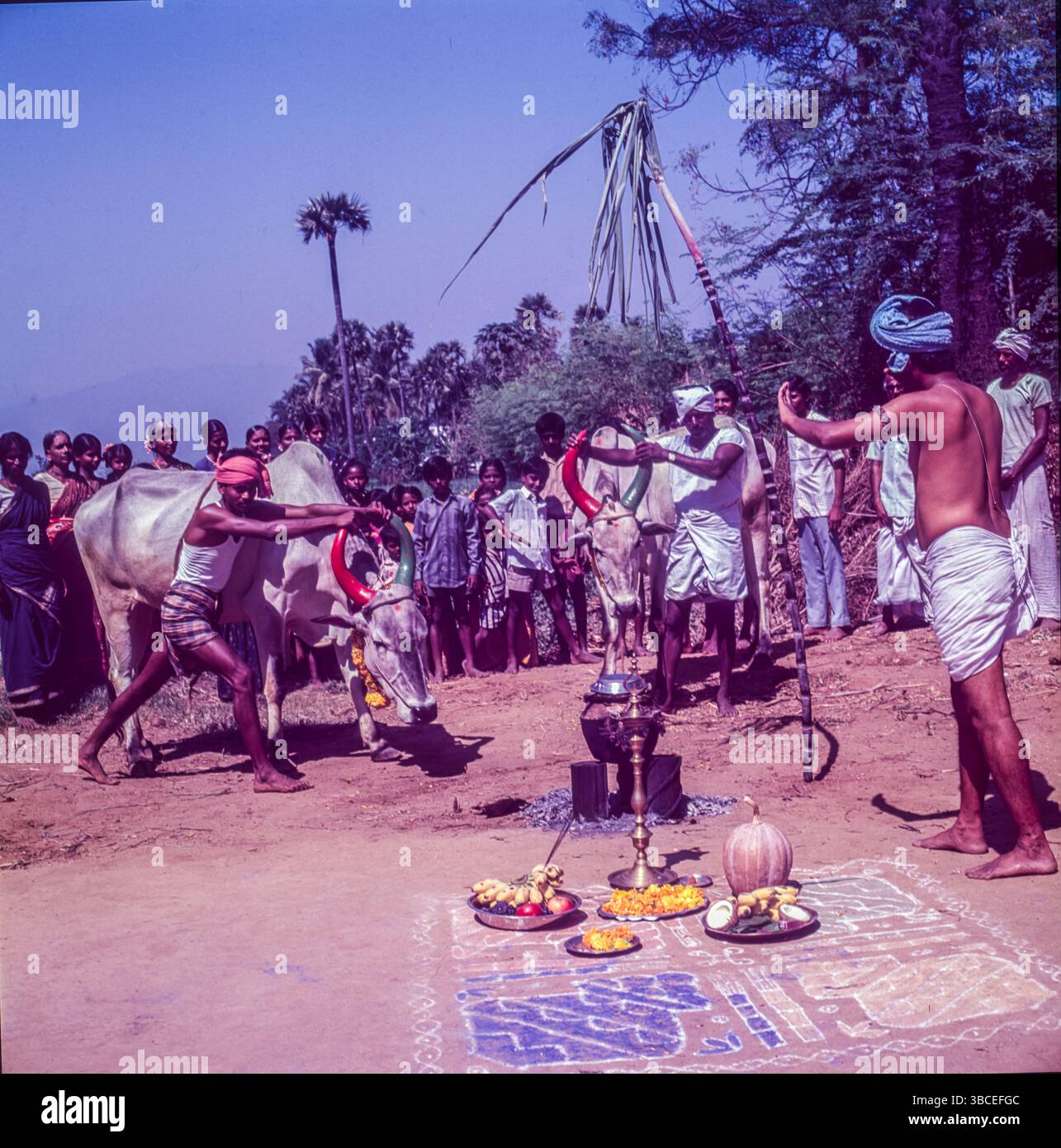 Pongal - viene il 14th gennaio, ed è celebrato per il 4days, è fondamentalmente una festa del raccolto, come questo festival è celebrato per ringraziare Sun Dio, Signore Indra per aver aiutato gli agricoltori a ottenere raccolti migliori resa. Pongal è un festival agricolo che porta entusiasmo per la gente del Tamil Nadu, parte di Andhra Pradesh, e Telangana, la parola Pongal in Tamil significa traboccante. Foto Stock