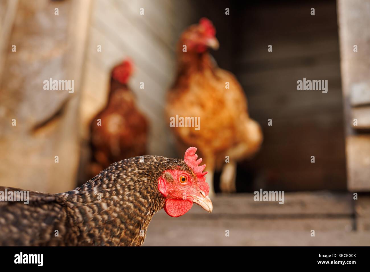 Gallina macchiata vicino all'ingresso del fienile con polli sfocati sullo sfondo, illuminazione rurale naturale e tessuti in legno. Foto Stock