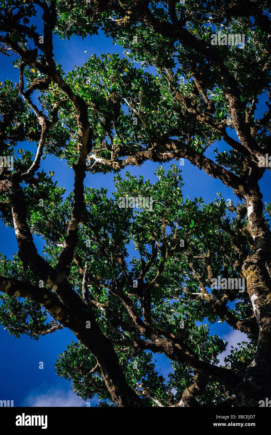 Guardando in alto attraverso antichi rami di alberi nobili verso un cielo blu vibrante Foto Stock