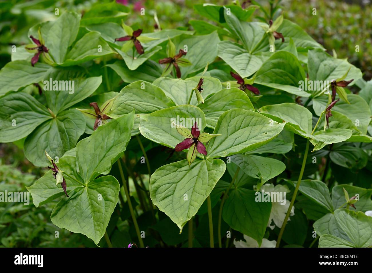 Fiori primaverili rossi di birthroot, Trillium erectum, UK Garden May Foto Stock