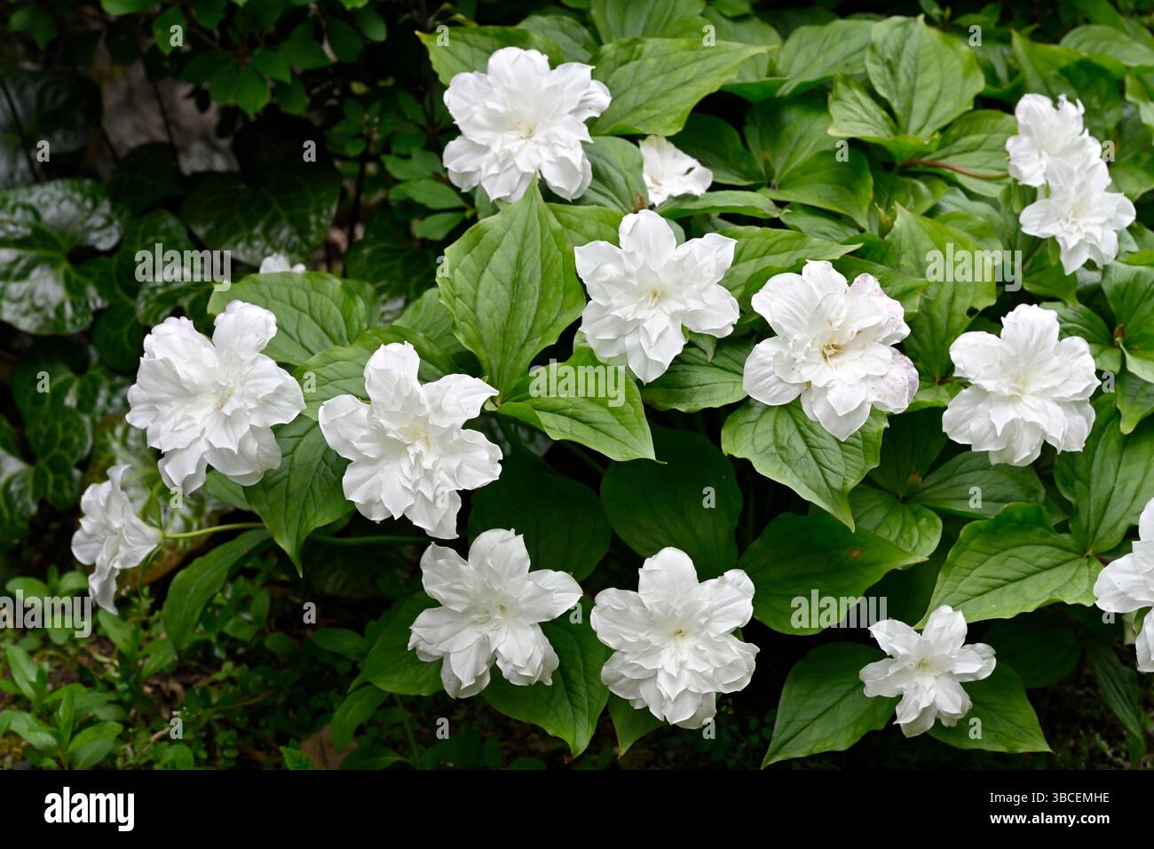 Grandi fiori primaverili bianchi di wake-robin americano a doppia fioritura, Trillium grandiflorum F. Polymerum 'Flore Pleno', Foto Stock