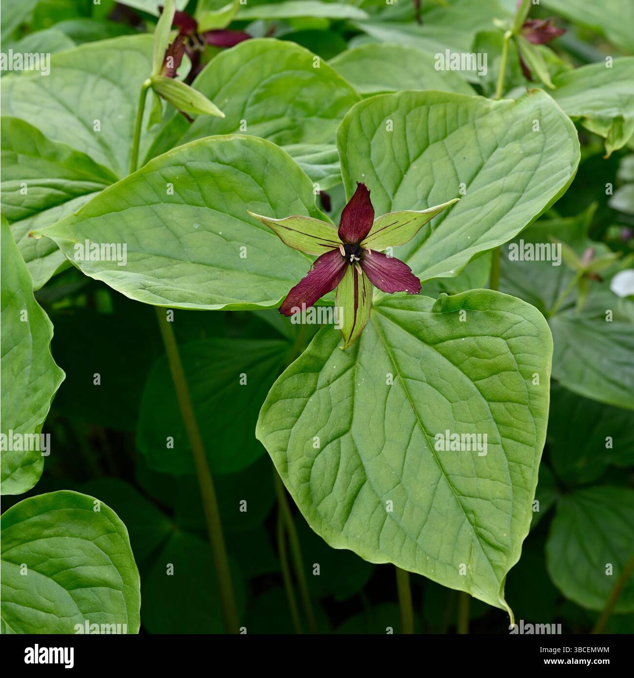Fiori primaverili rossi di birthroot, Trillium erectum, UK Garden May Foto Stock