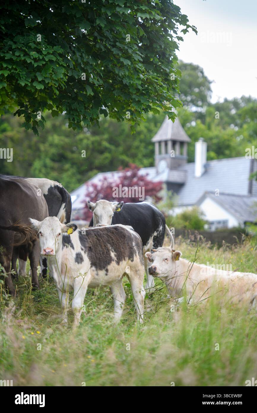 Bestiame di Minchinhampton Common, Gloucestershire Regno Unito. Foto Stock