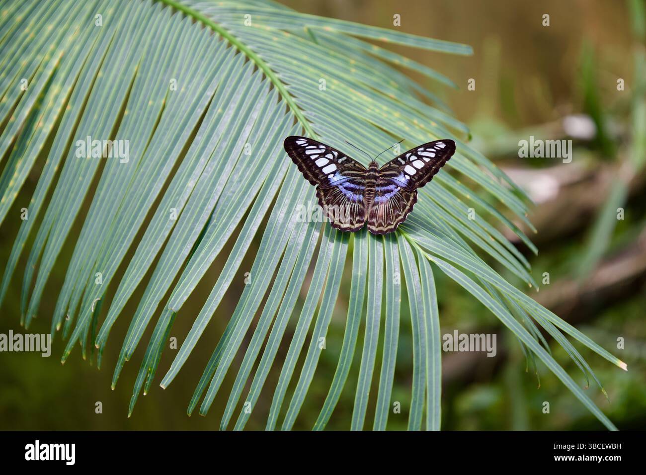 Farfalla "Parthenos Sylvia" appoggiata su una foglia Foto Stock
