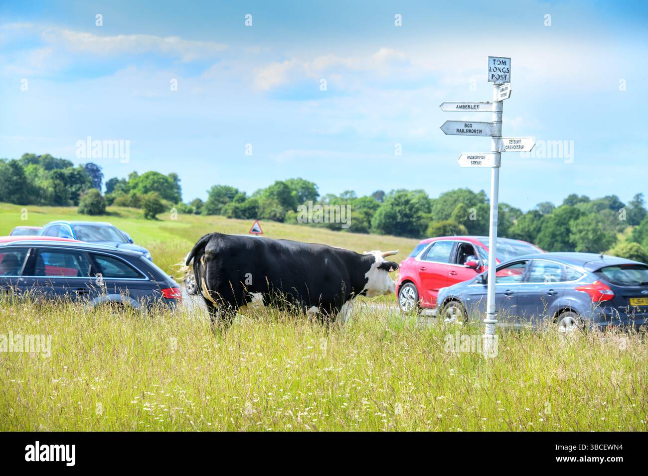 Bestiame e traffico al Tom Long's Post a Minchinhampton Common, Gloucestershire Regno Unito. Foto Stock
