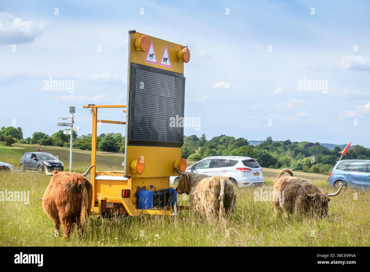 Bestiame e traffico al Tom Long's Post a Minchinhampton Common, Gloucestershire Regno Unito. Foto Stock
