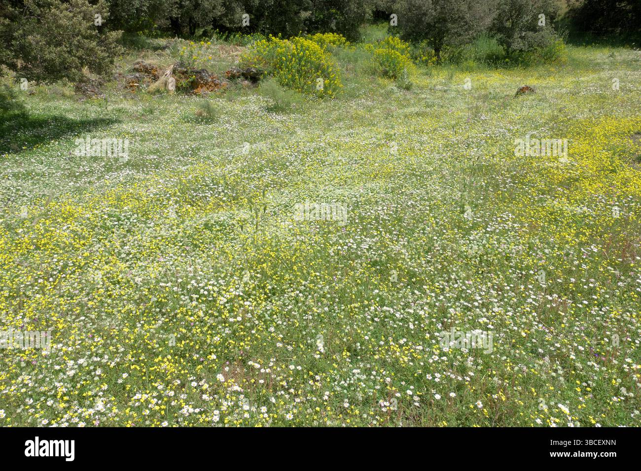 prato in fiore di crocifere, margherite e trifoglio nella bonifica del bosco di Prato Fiorito, Parco dell'Etna, Sicilia, Italia (2) Foto Stock