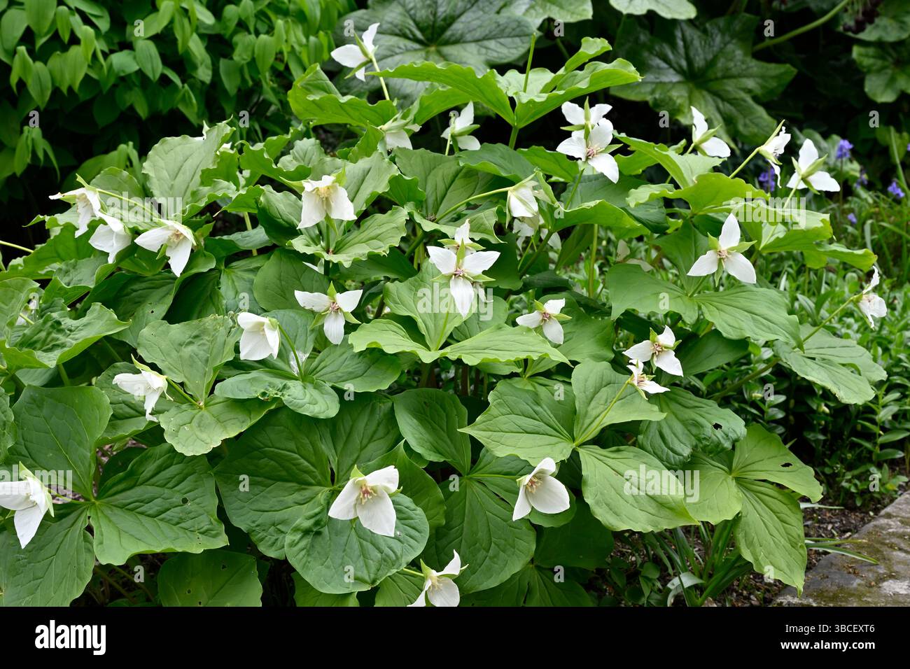 Fiori primaverili bianchi di Wake-robin, Trillium flexipes, UK Garden May Foto Stock
