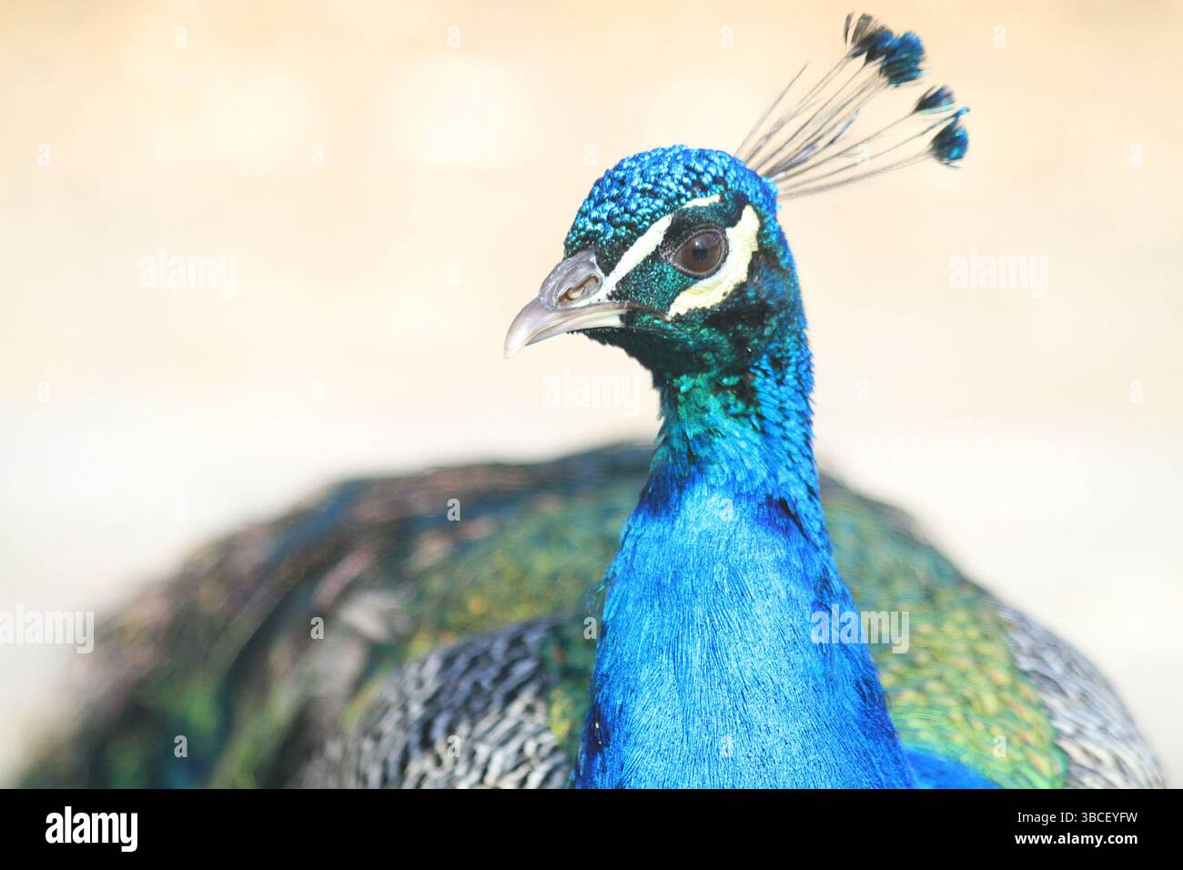 testa di bel pavone al sole Foto Stock