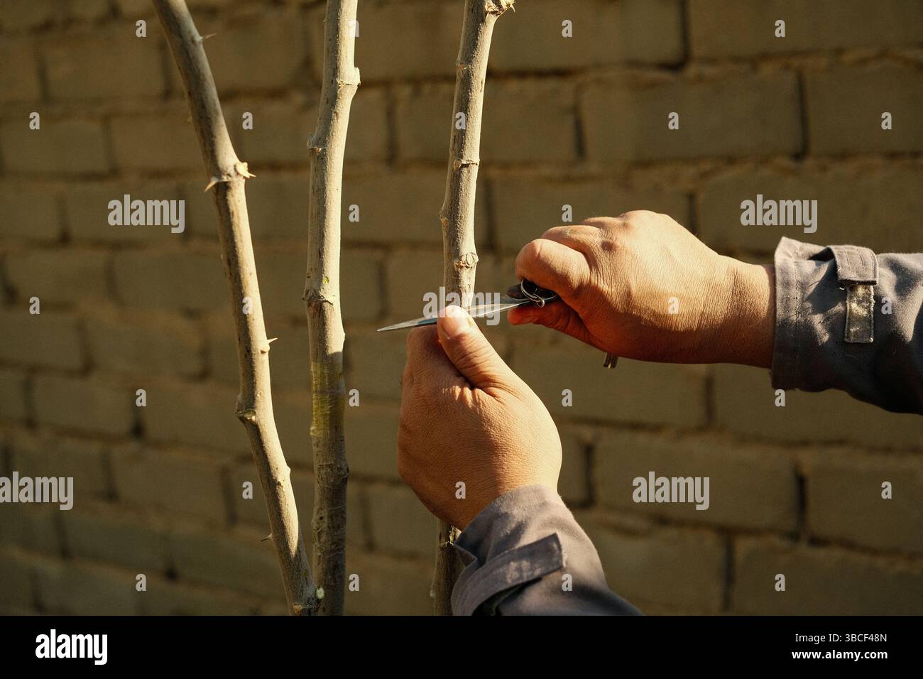 Una persona esegue il processo di innesto di alberi Foto Stock
