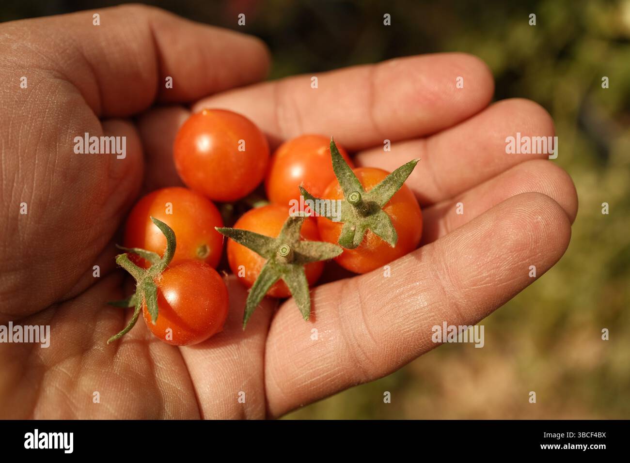 La mano tiene i pomodori ciliegini appena raccolti alla luce del sole Foto Stock