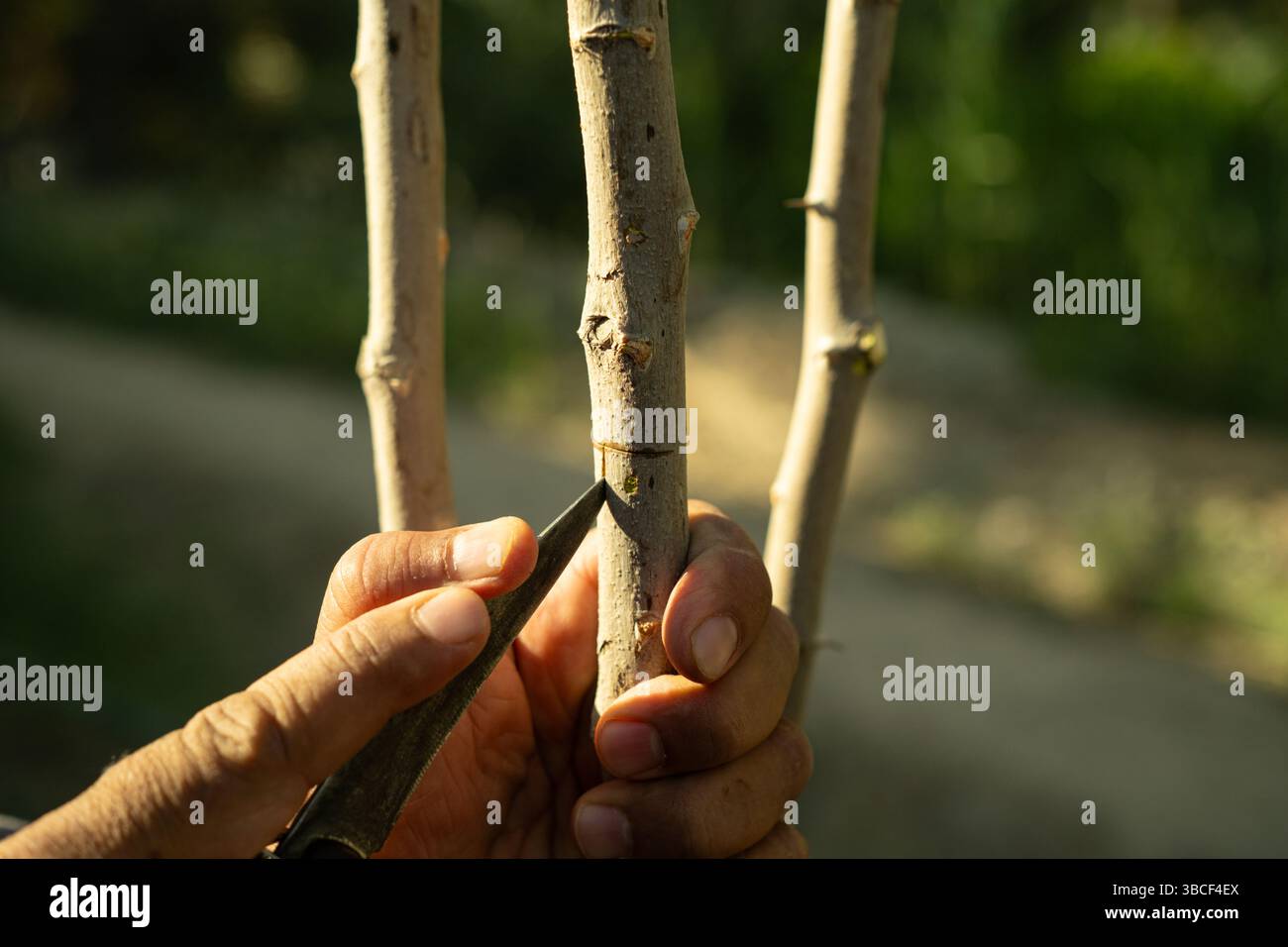 Una persona esegue il processo di innesto di alberi Foto Stock