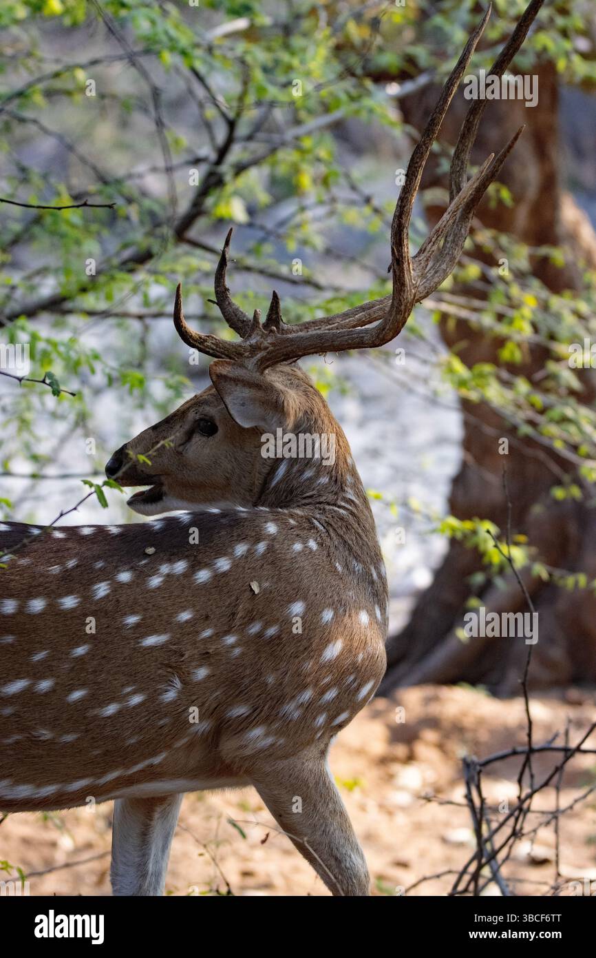 Chital o Cheetal o cervo maculato (asse asse) pascolano in erba secca e alberi tipici del parco nazionale di Ranthambore Foto Stock