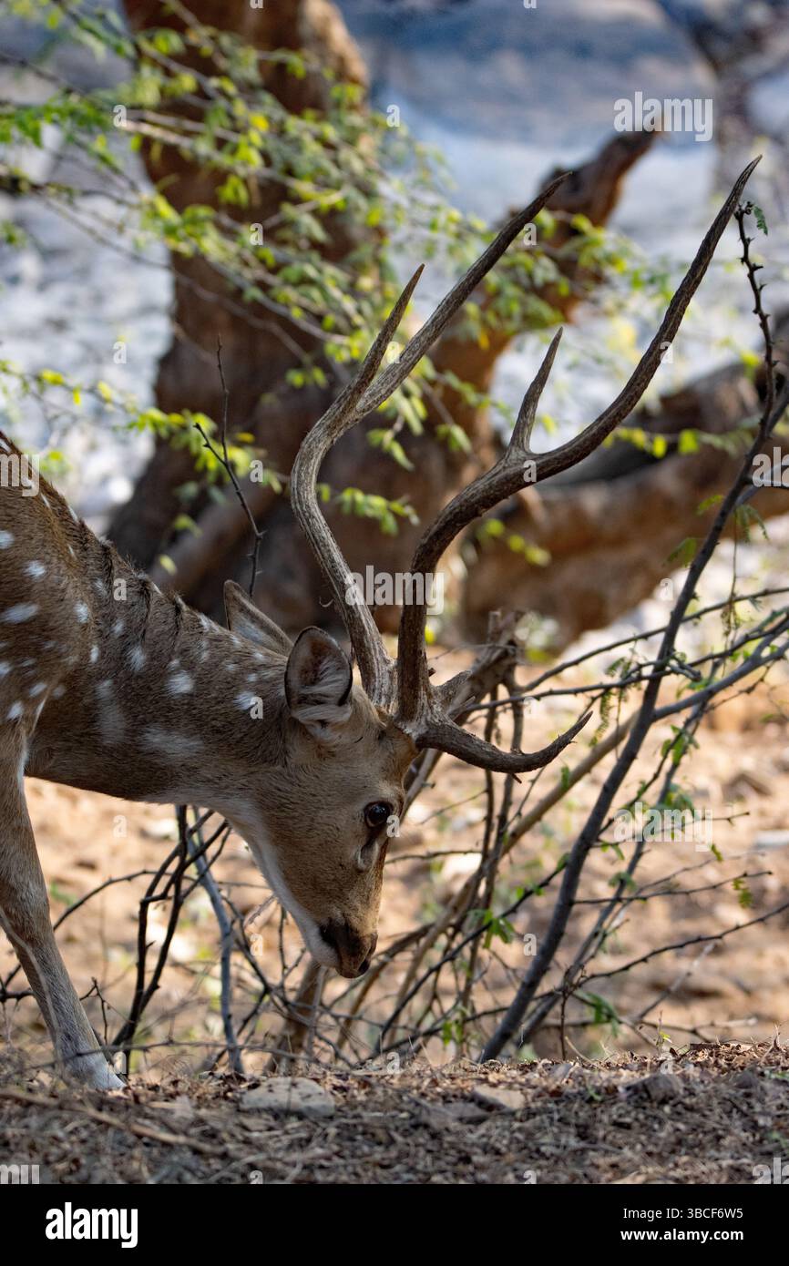 Chital o Cheetal o cervo maculato (asse asse) pascolano in erba secca e alberi tipici del parco nazionale di Ranthambore Foto Stock