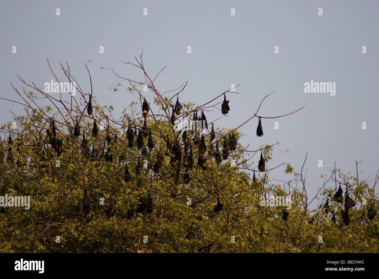 Volpe volanti indiane o pipistrello da frutto (Pteropus medius), precedentemente (Pteropus giganteus) che si radunava negli alberi durante il giorno Foto Stock