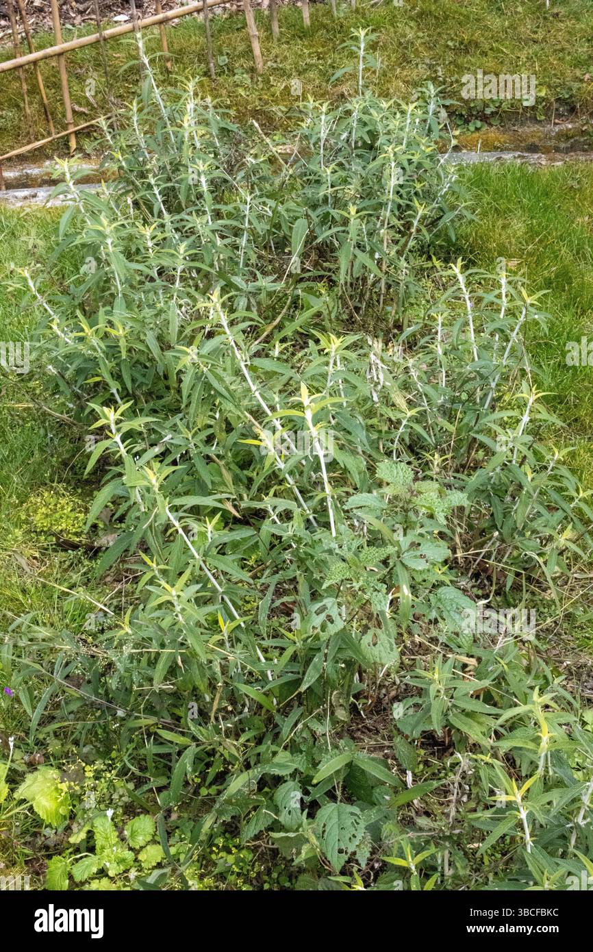 Nuovi scatti di una piantagione di massa di Buddleia Foto Stock