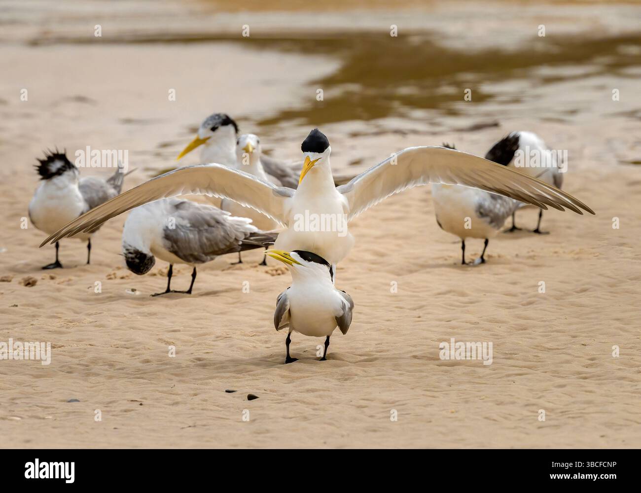 Coppia di esemplari di Tern Crested (Thalasseus bergii) nella stagione riproduttiva, la seconda più grande terna australiana. Foto Stock
