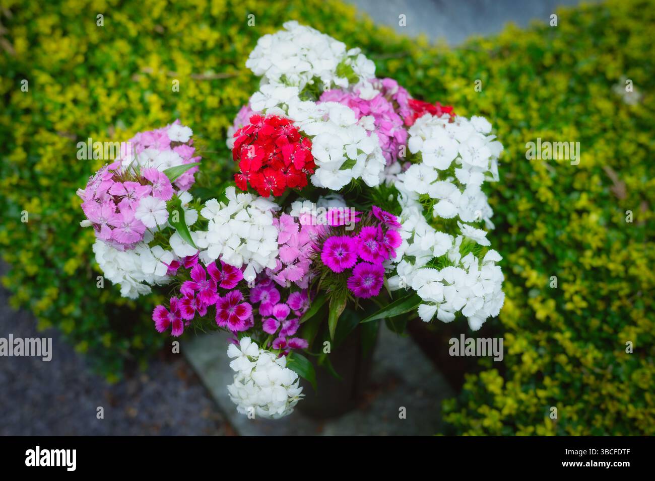 Un lussureggiante bouquet di garofani barbuti (Dianthus Barbatus) in rosso, rosa, magenta e bianco su Una lapide in Un vaso Foto Stock