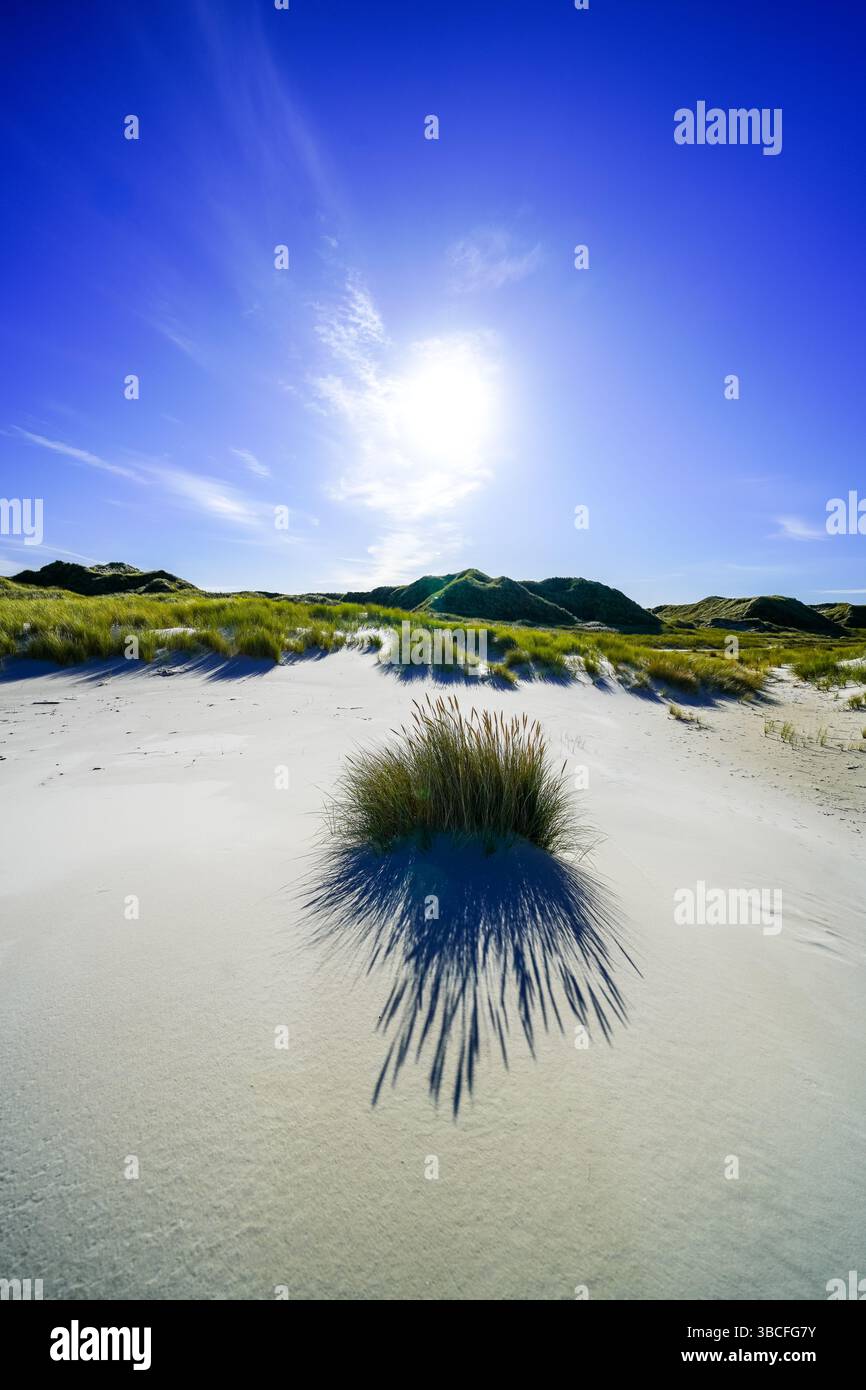 Vista delle dune sull'isola frisone settentrionale di Amrum. Paesaggio a nord. Natura sull'isola del Mare del Nord. Foto Stock