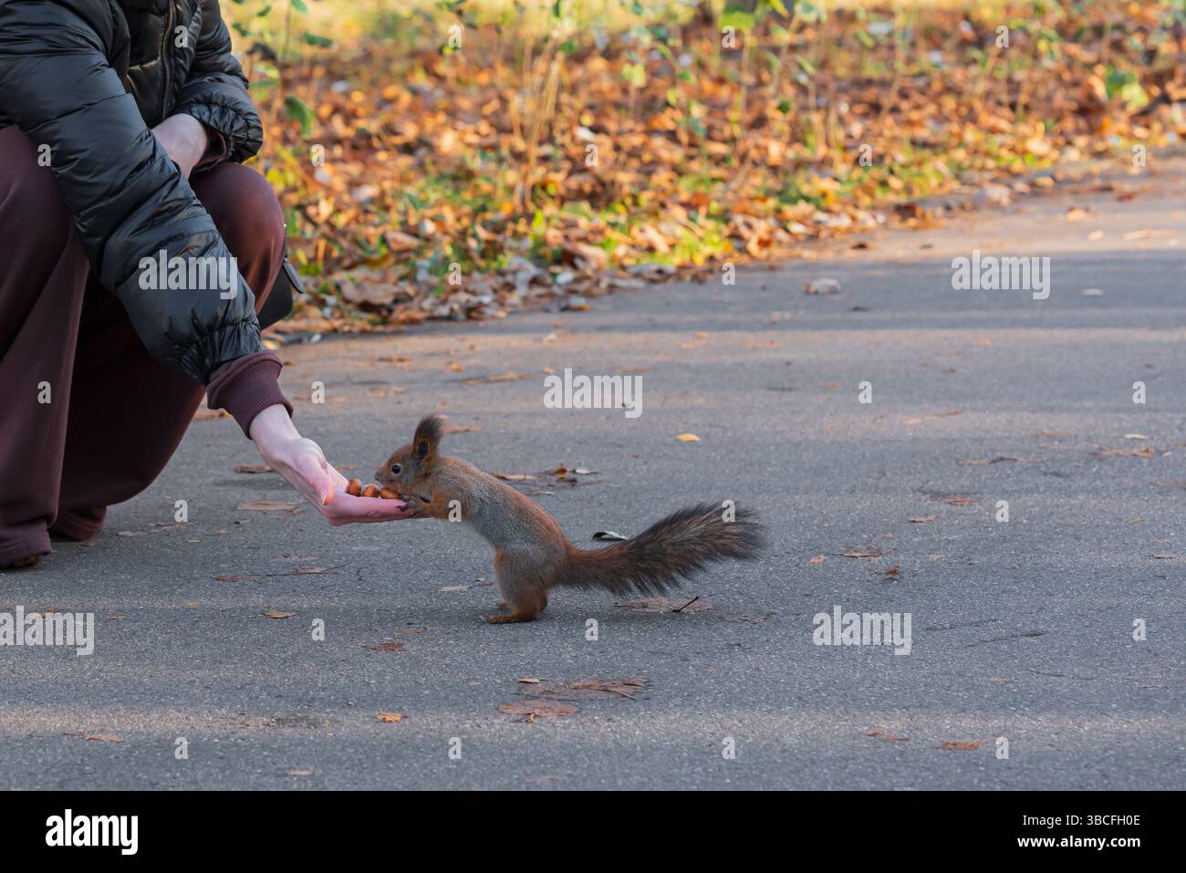 Lo scoiattolo mangia noci dalle mani delle donne in autunno nel parco Foto Stock