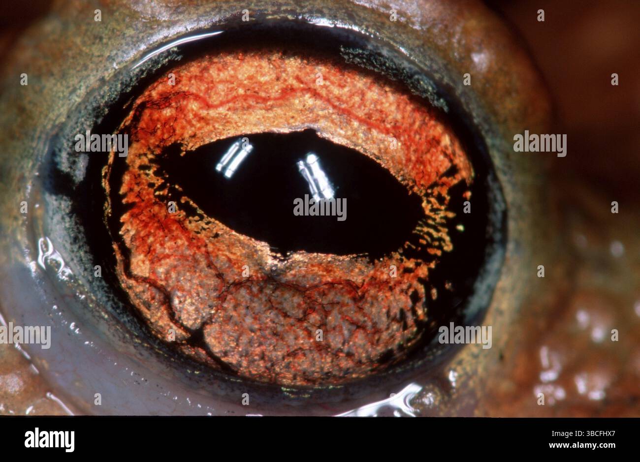 Rospo comune, occhio, bassa Sassonia, rospo (Bufo bufo), occhio, bassa Sassonia, altri animali, anfibi, rane, primo piano, dettaglio, primo piano, paesaggio, h Foto Stock