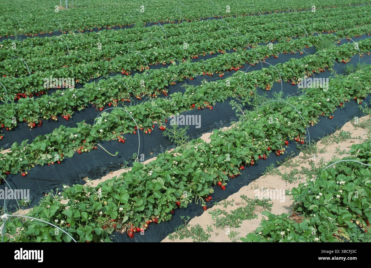 Campo di fragole, Huelva, Andalusia, Spagna, Europa Foto Stock