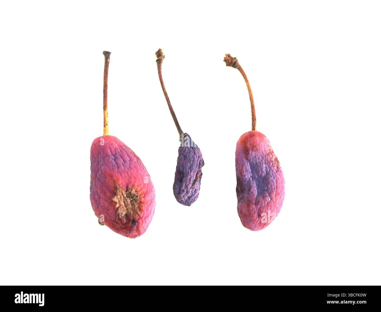 Infezione da fungo pruni Taphrina gall pruni prugna viola isolata su sfondo bianco Foto Stock