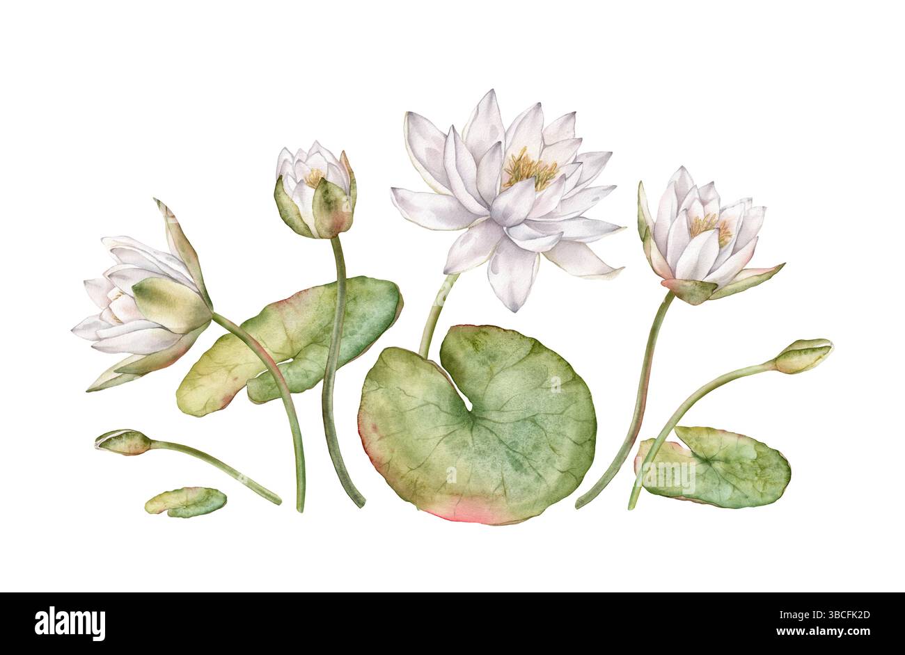 Composizione acquerello di delicato gemma Giglio bianco acqua con foglie verdi. Illustrazione disegnata a mano di un acquitrino bianco o di un loto su isolato Foto Stock