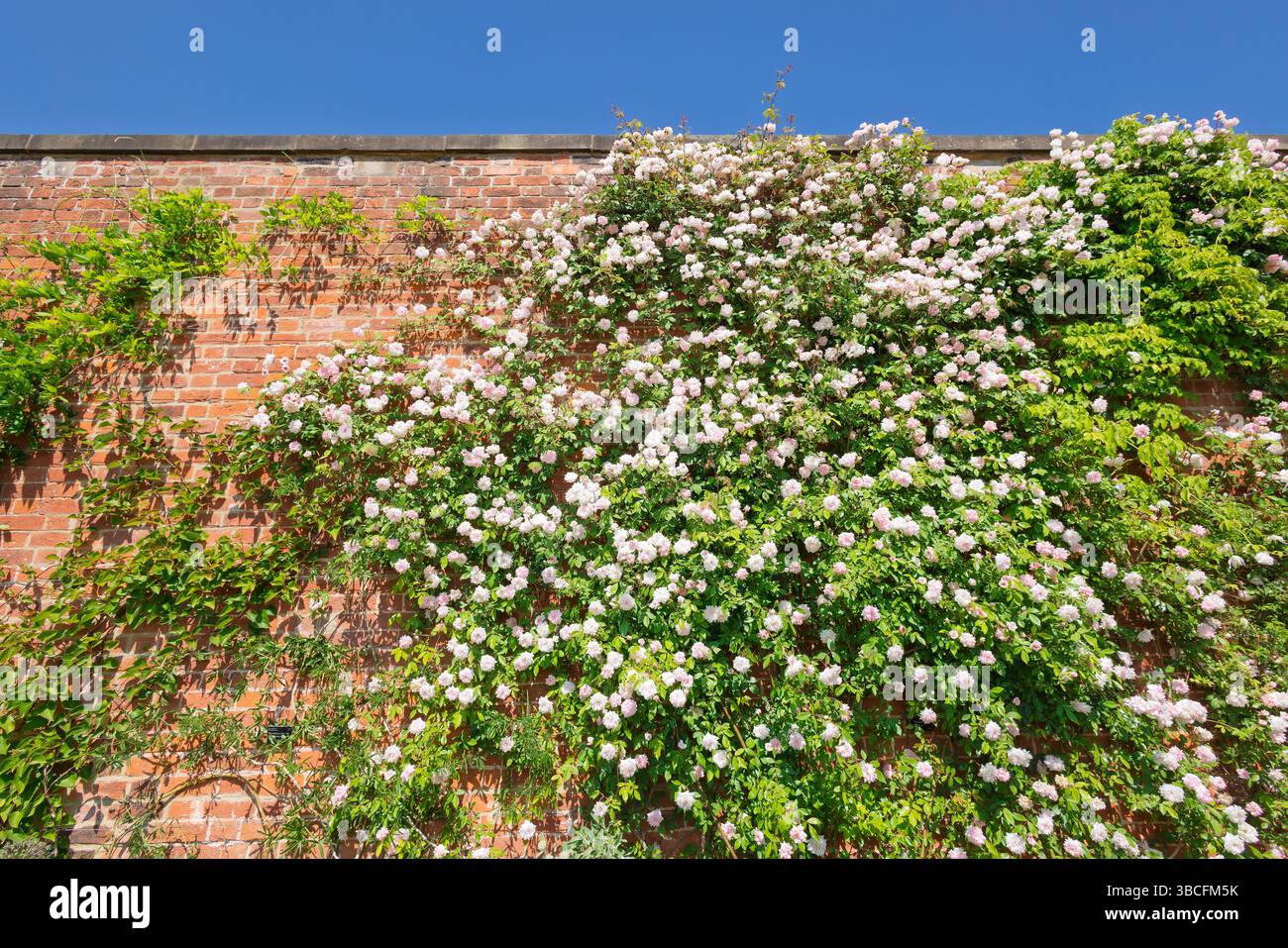 Rosa blush per arrampicate contro il vecchio muro di mattoni rossi. Foto Stock