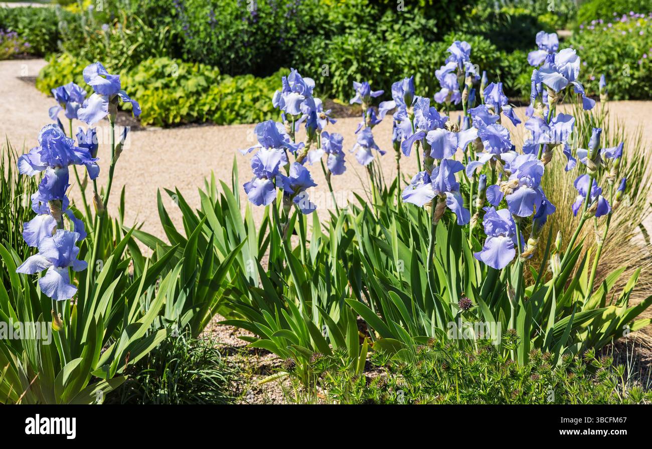 Fioritura di Iris azzurri pallidi in un giardino. Foto Stock