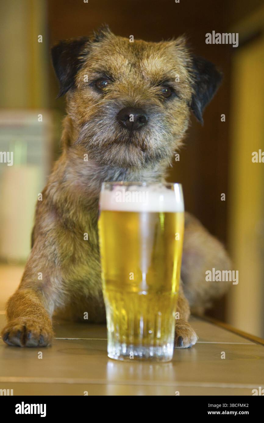 Border terrier con bicchiere di birra, al bancone del pub, della birra, del Belgio, dell'Europa Foto Stock