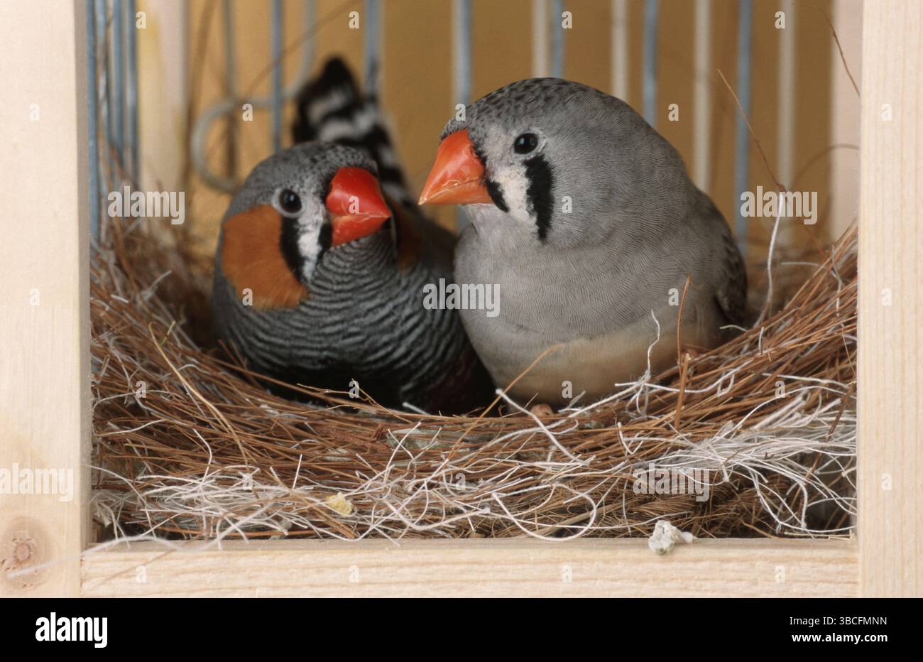 Zebre (Taeniopygia guttata), coppia nel nido Foto Stock