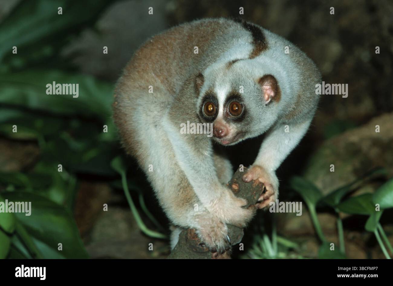 Slow Lori, Borneo, Indonesia (Nycticebus coucang) Foto Stock