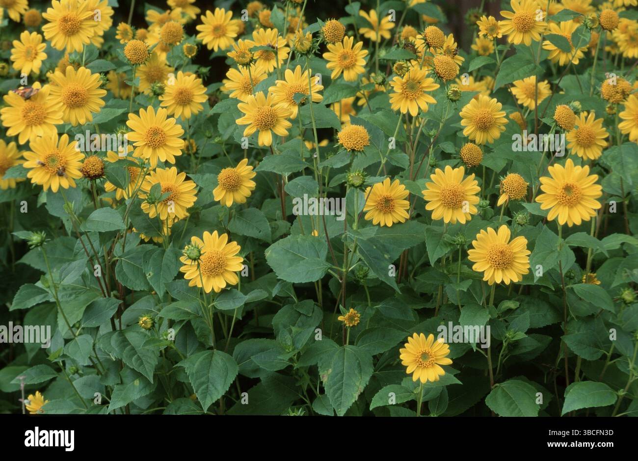 Girasole "Capenoch Star" (Helianthus decapetalus), girasole multifloroso "Capenoch Star", fiori, piante da giardino (Compositae), cephali Foto Stock